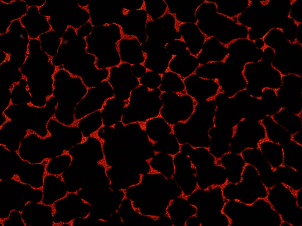 Perovskite film