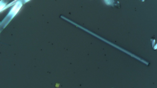 perovskite single nanowire under the microscope